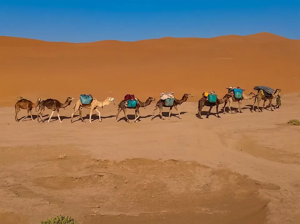 قافلة ديال الجمال كتقطع الصحرا قريب لزاكورة