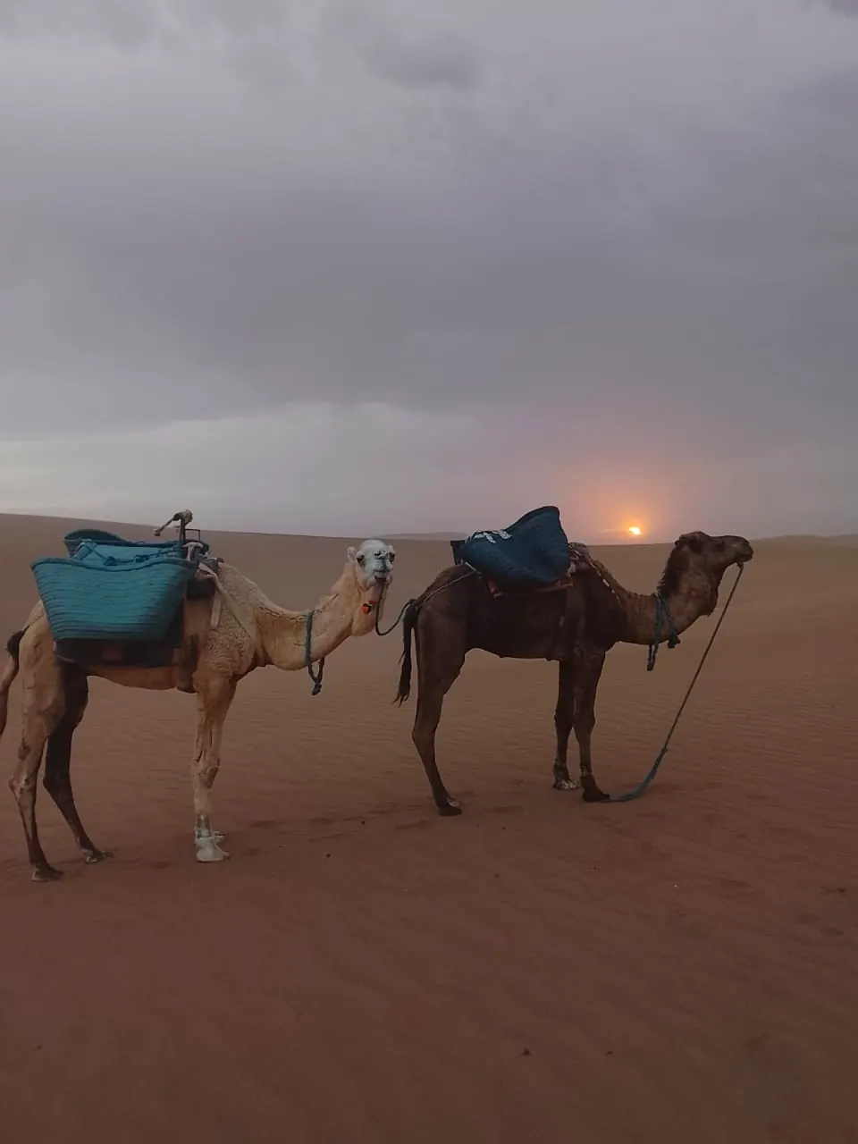 جمال فالصحرا مع الفجر
